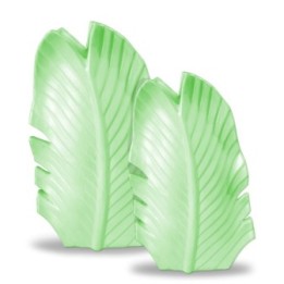 Vasi foglia verde